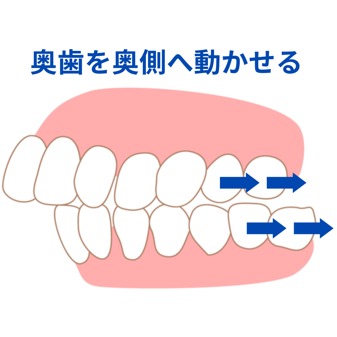 奥歯をお口の奥側に動かすイラスト